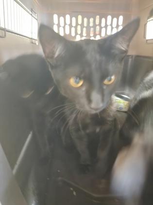 Curly, Adoptable, Kitten Male Domestic Short Hair & Domestic Short Hair.