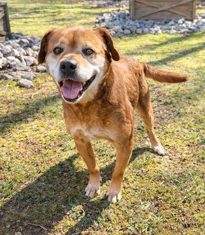 Sasha, ADOPTABLE, Senior Female Terrier.