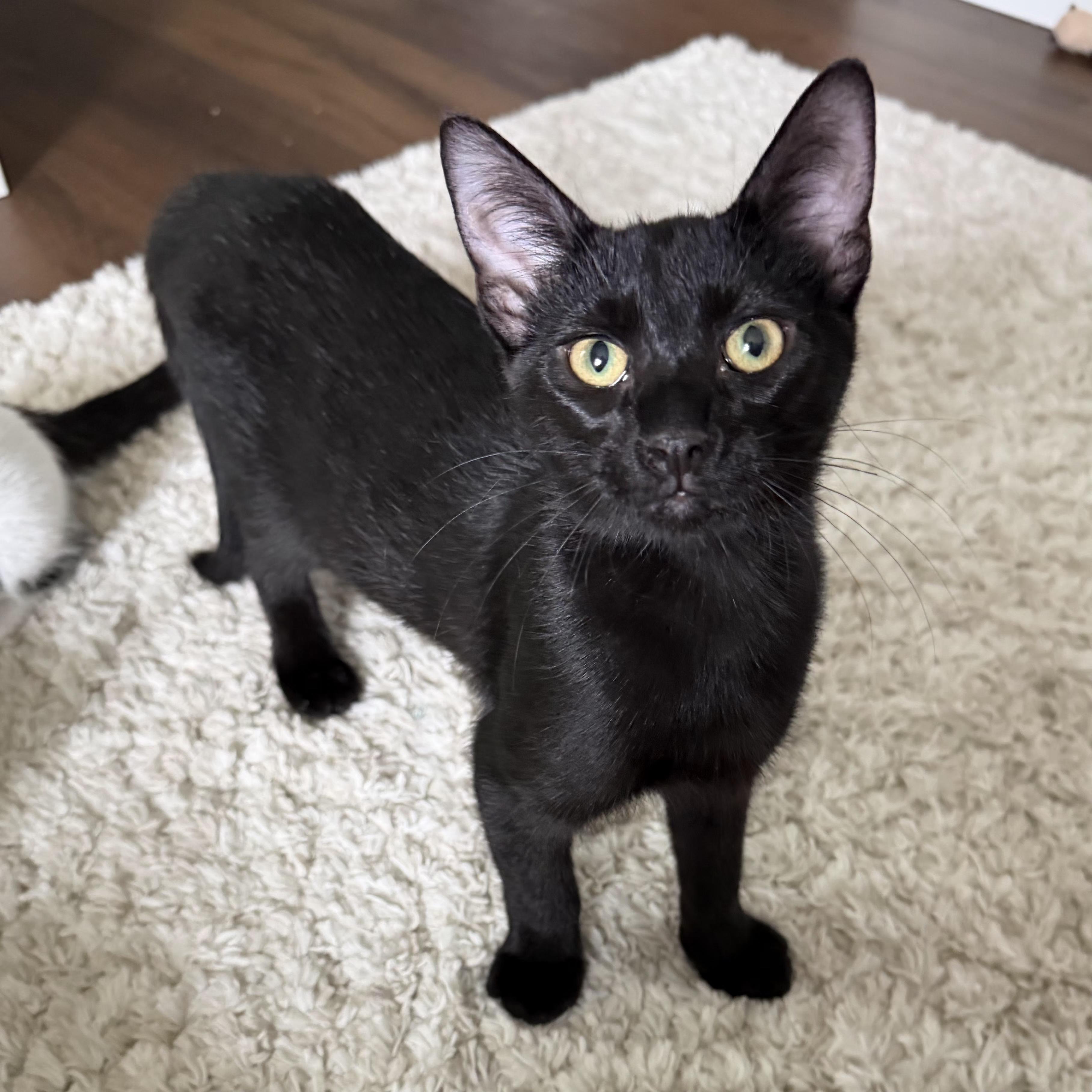 Enlarge Ronnie, a Adoptable Domestic Short Hair in Grand Rapids, MI image 2/6