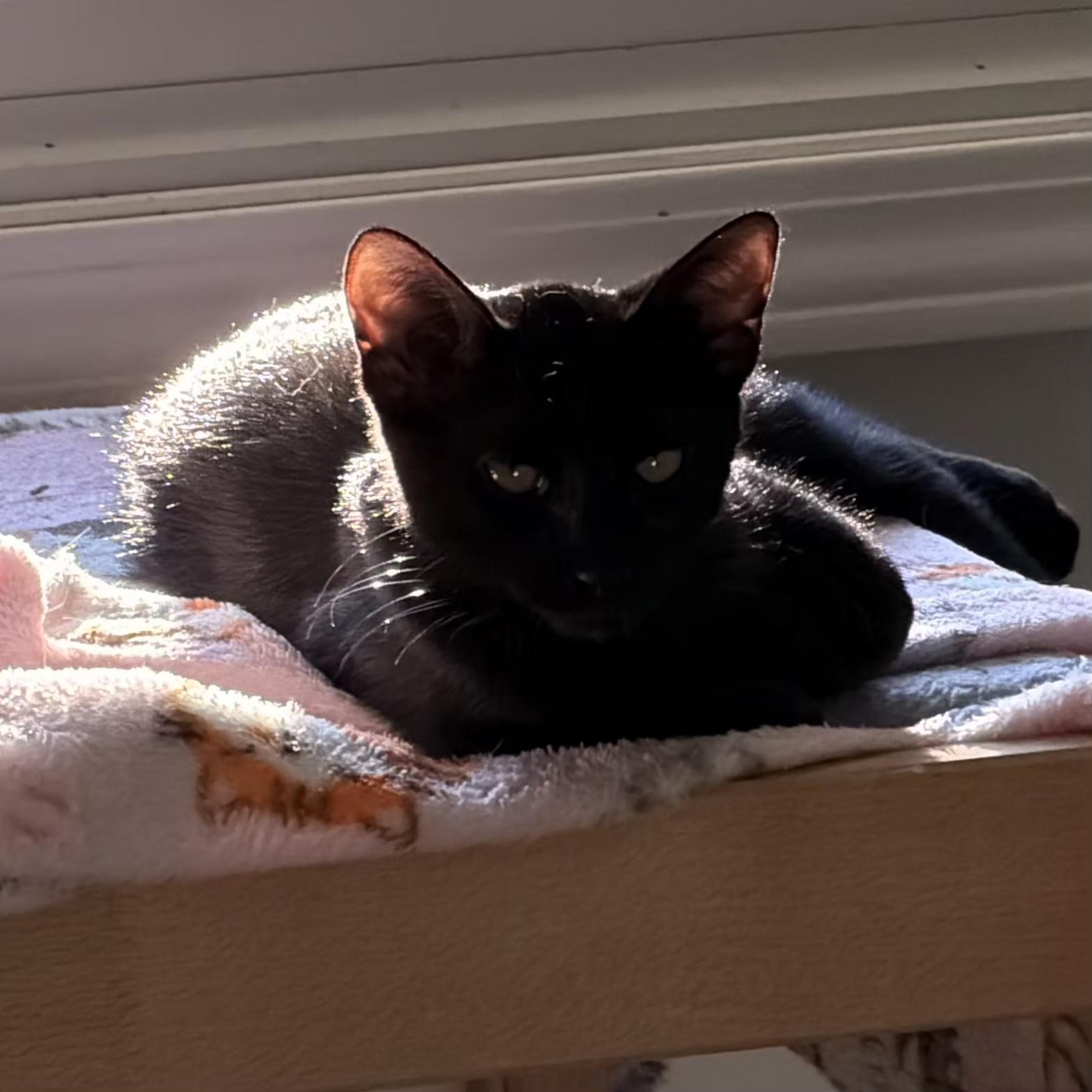 Enlarge Ronnie, a Adoptable Domestic Short Hair in Grand Rapids, MI image 6/6