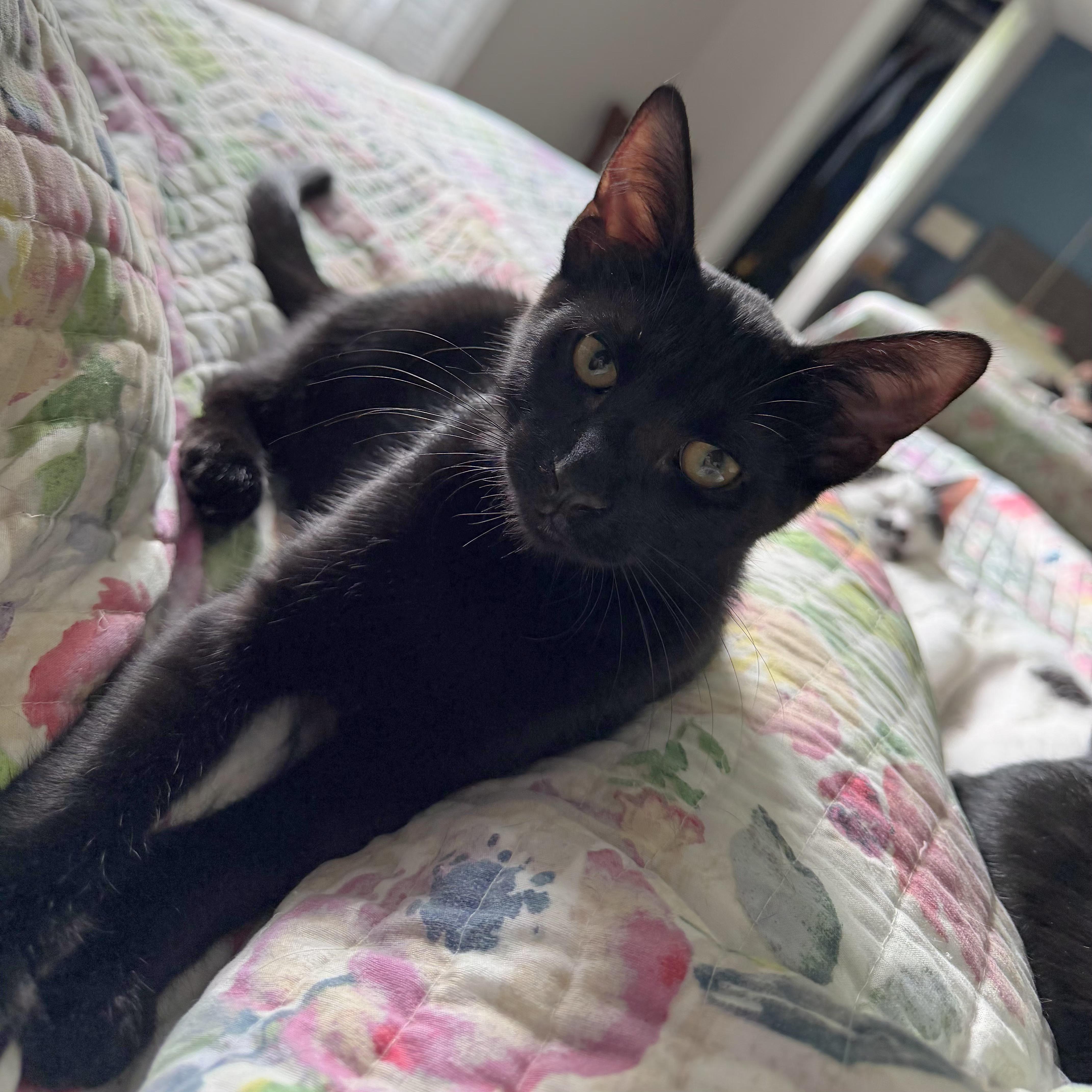 Enlarge Ronnie, a Adoptable Domestic Short Hair in Grand Rapids, MI image 5/6