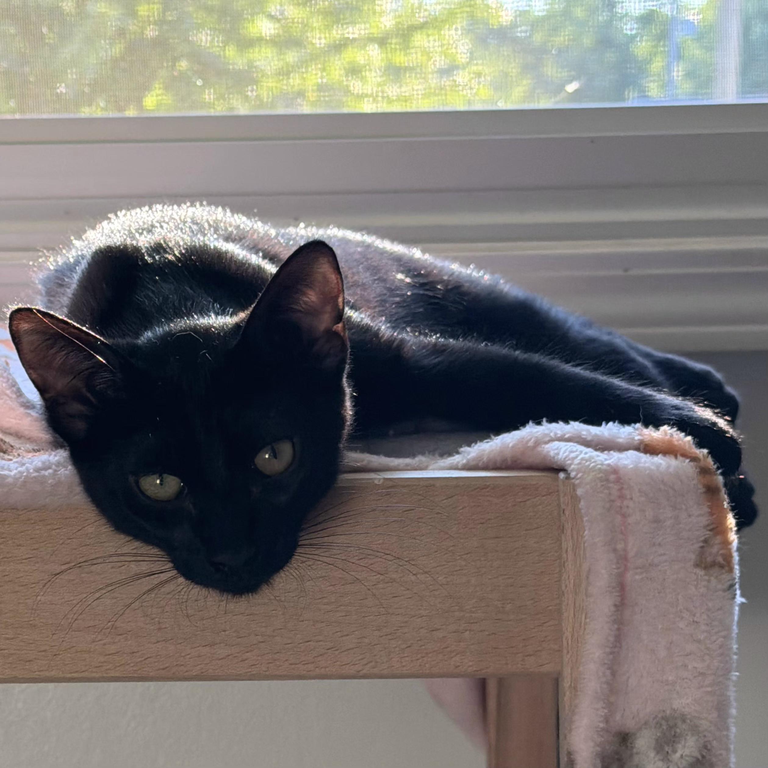 Enlarge Ronnie, a Adoptable Domestic Short Hair in Grand Rapids, MI image 3/6