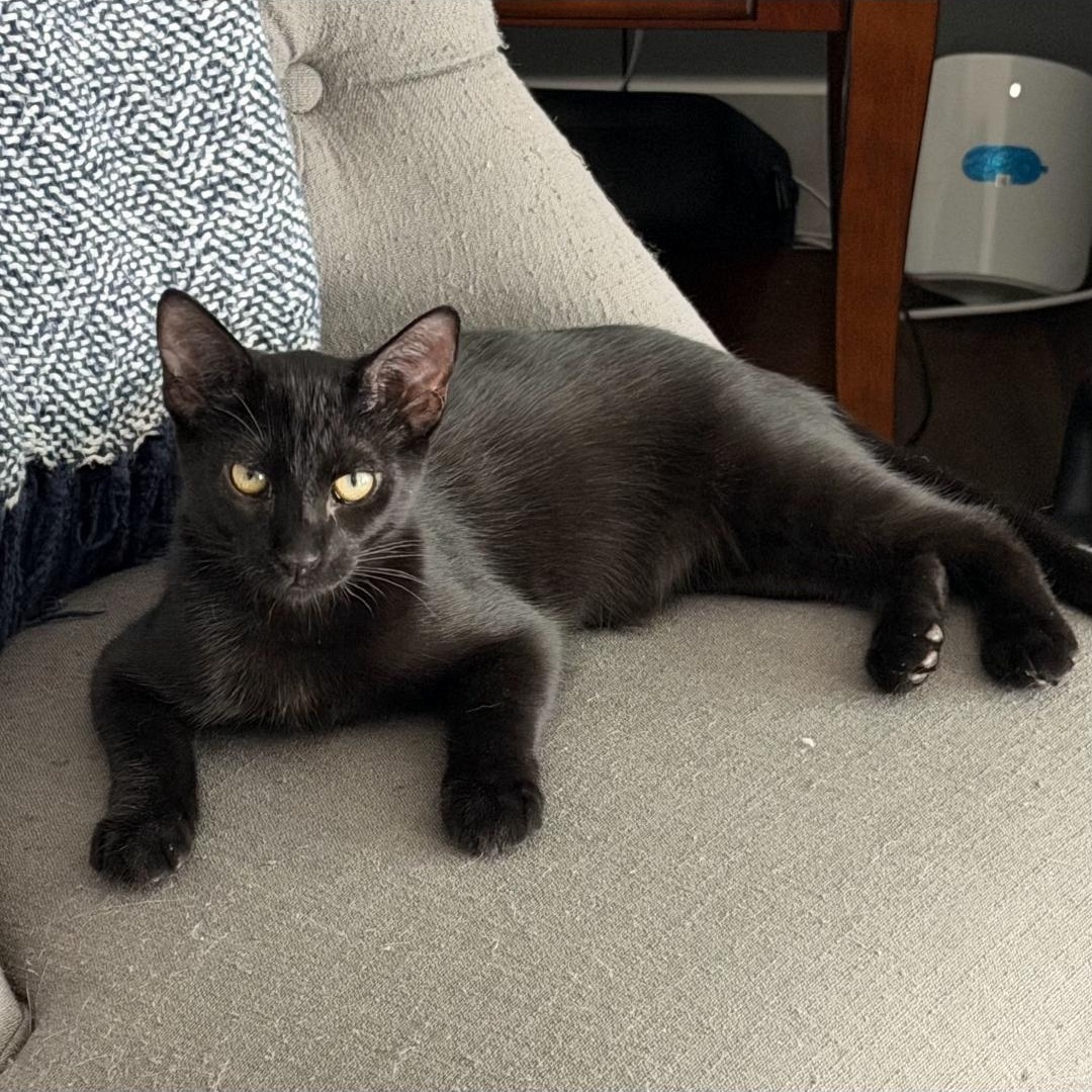Ronnie, ADOPTABLE, Kitten Male Domestic Short Hair.