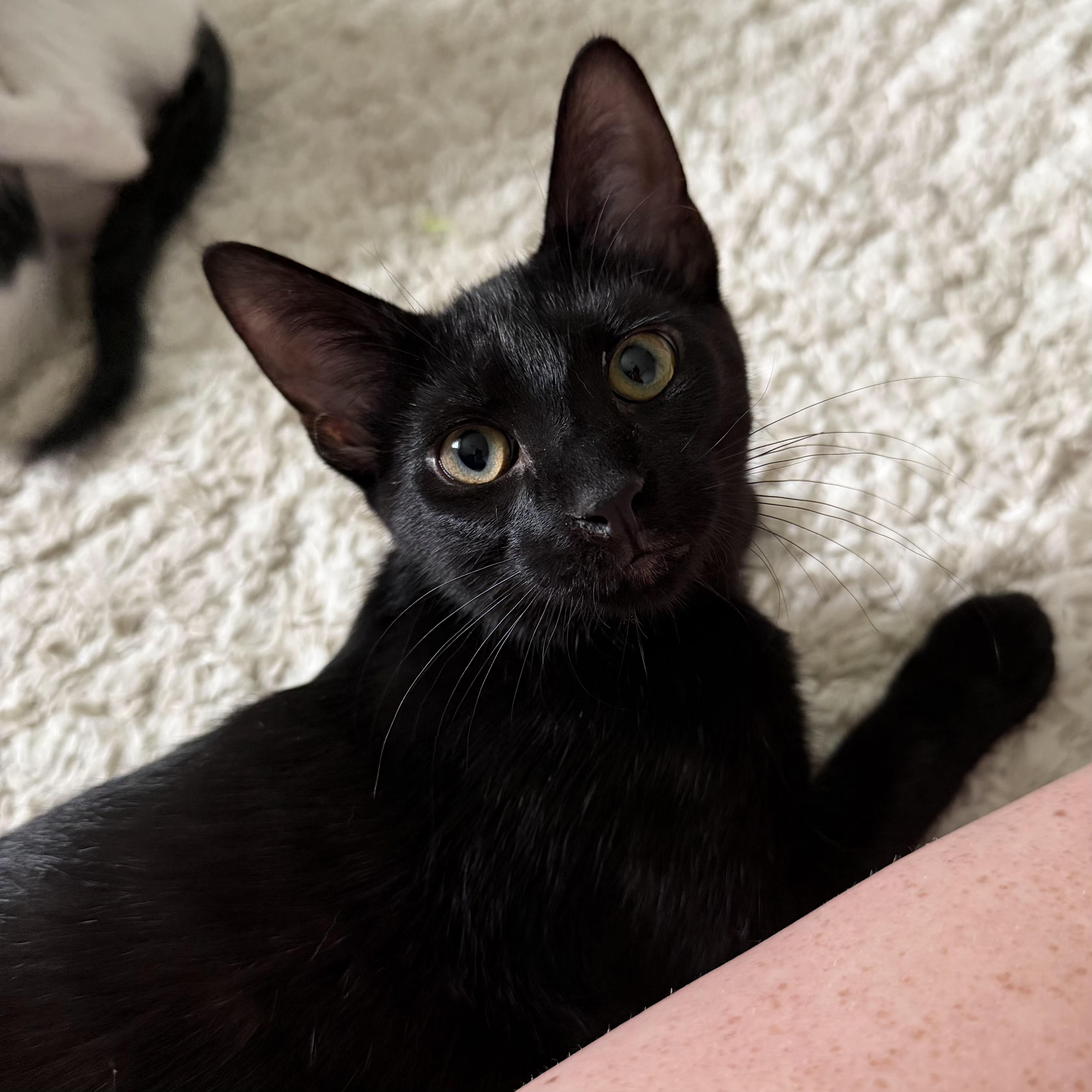Enlarge Ronnie, a Adoptable Domestic Short Hair in Grand Rapids, MI image 4/6