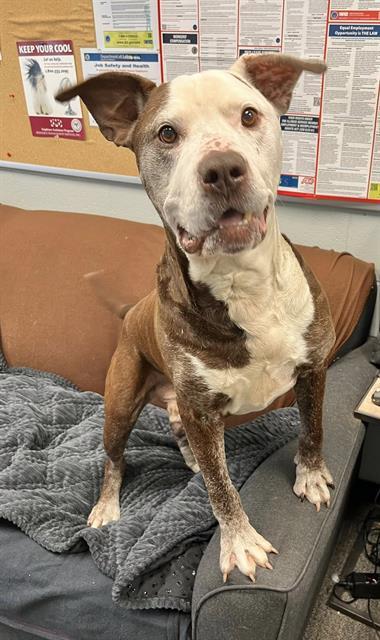 ZEE, Adoptable, Adult Male Pit Bull Terrier & Mixed Breed.