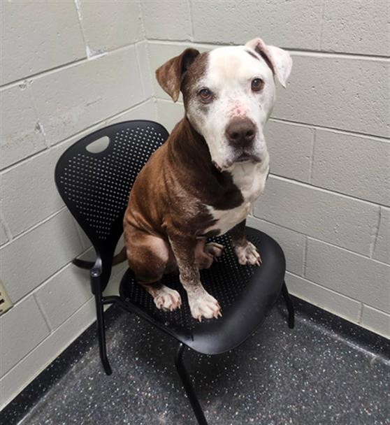 ZEE, Adoptable, Adult Male Pit Bull Terrier & Mixed Breed.