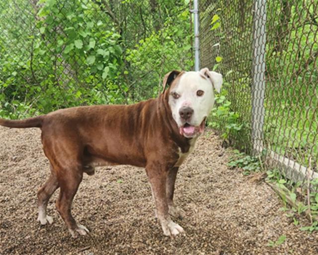 ZEE, Adoptable, Adult Male Pit Bull Terrier & Mixed Breed.