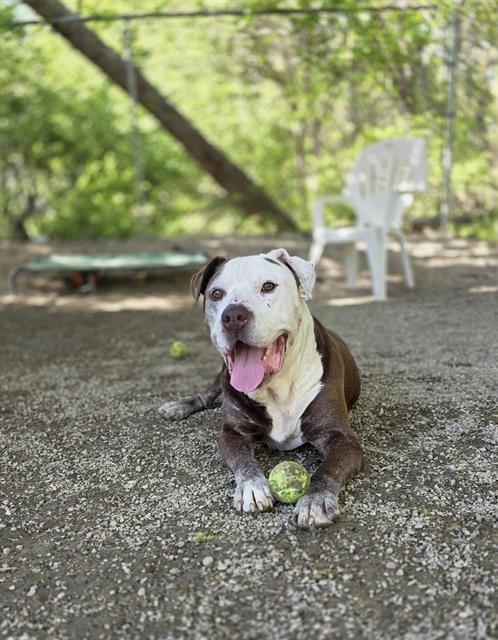 Enlarge ZEE, a Adoptable mixed breed in Peoria, IL image 1/1