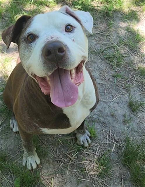 ZEE, Adoptable, Adult Male Pit Bull Terrier & Mixed Breed.