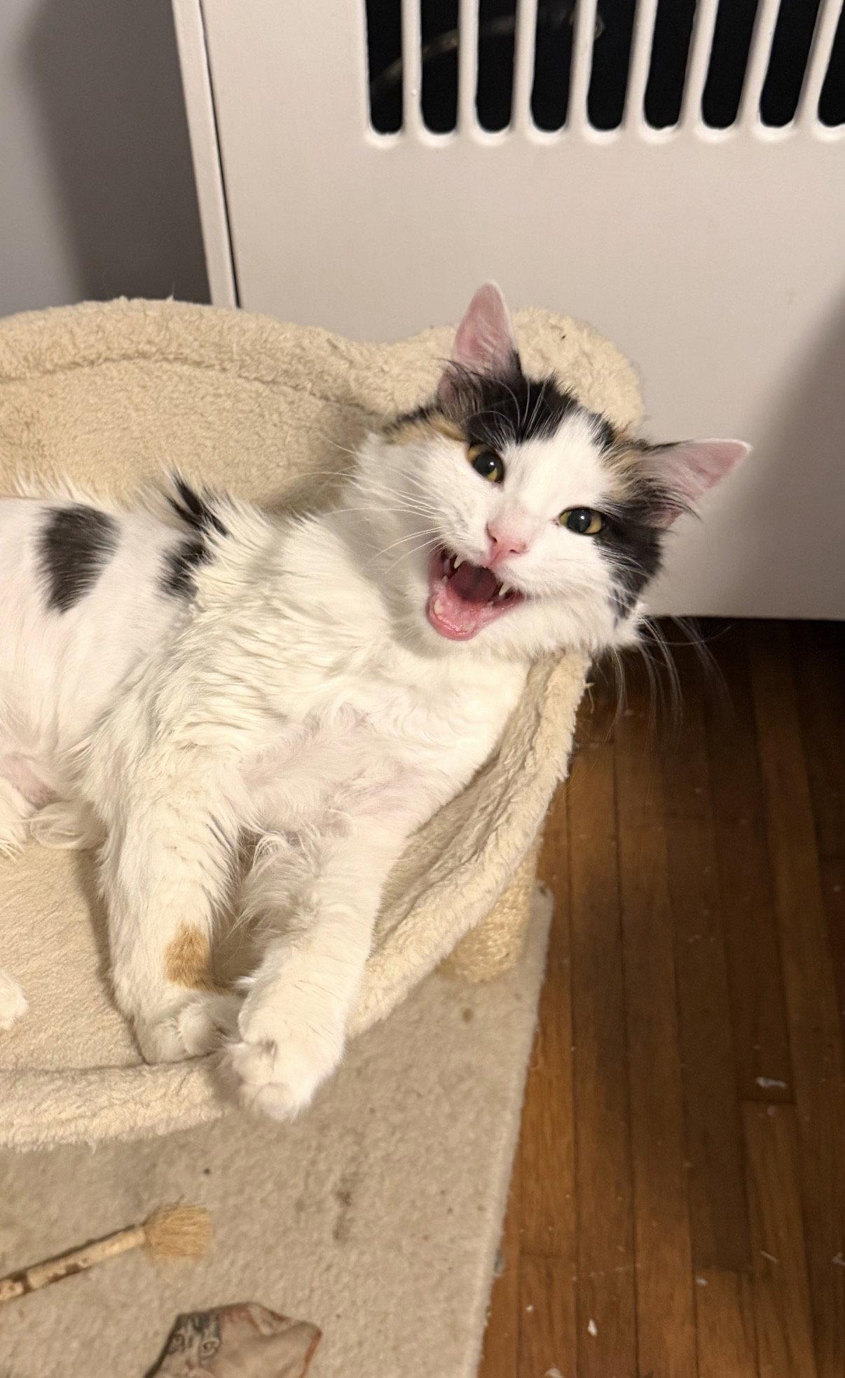 Dolly, Adoptable, Young Female Domestic Medium Hair.