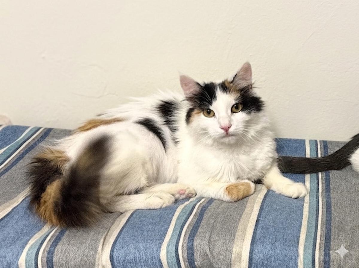 Dolly, a Adoptable Domestic Medium Hair in Newtown Square, PA image 3/3