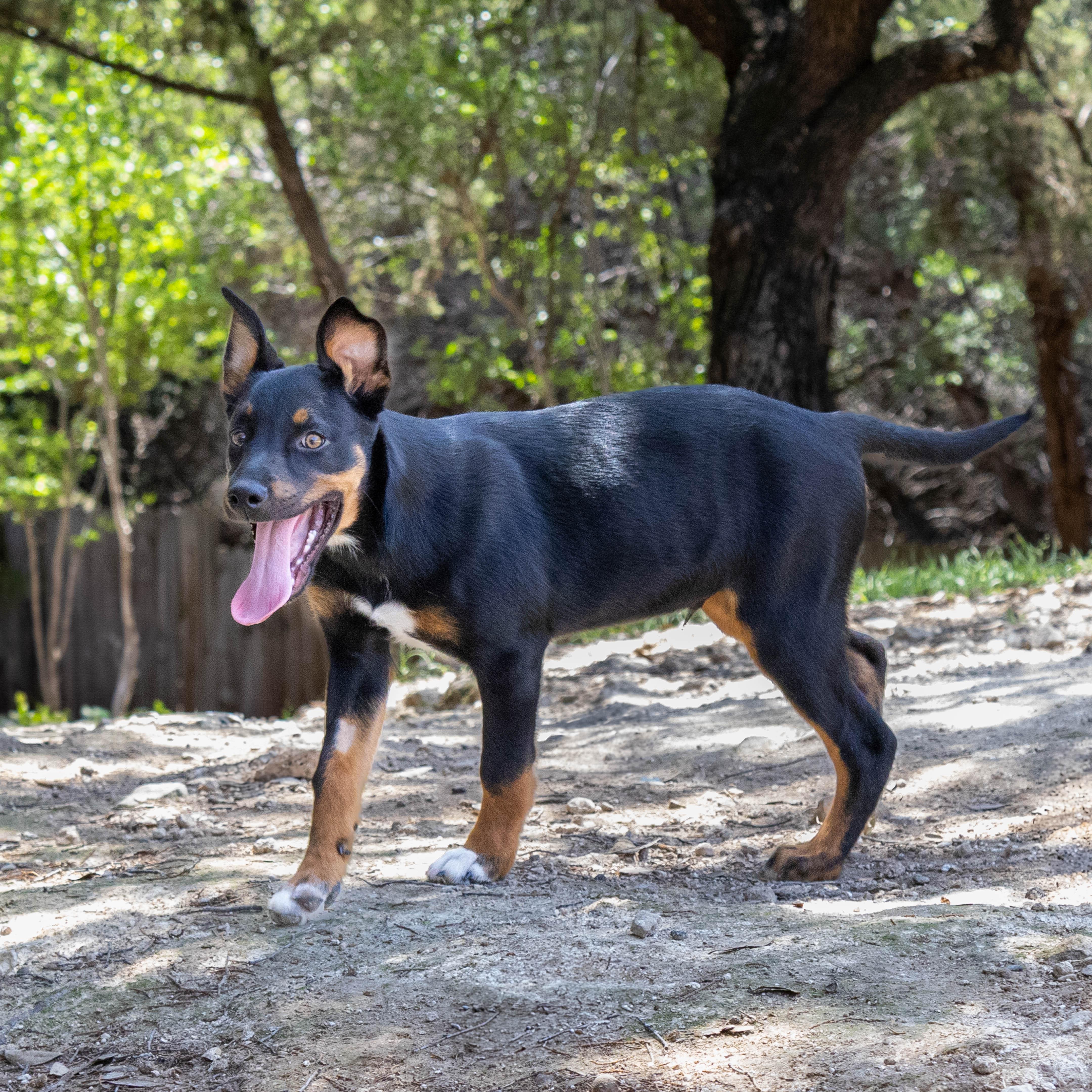 Enlarge Sheldon, a Adopted Australian Shepherd in Lago Vista, TX image 1/2