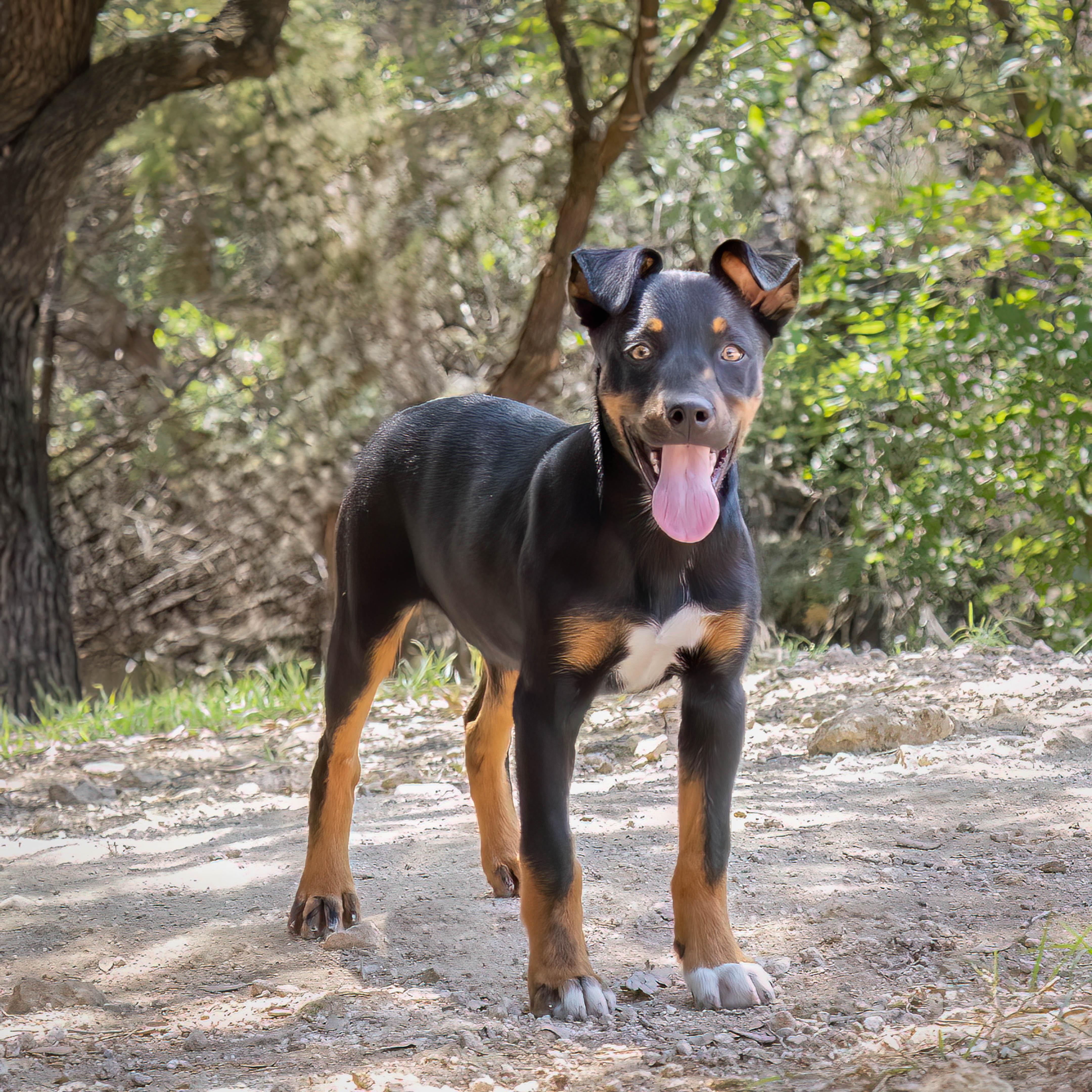 Enlarge Sheldon, a Adopted Australian Shepherd in Lago Vista, TX image 2/2