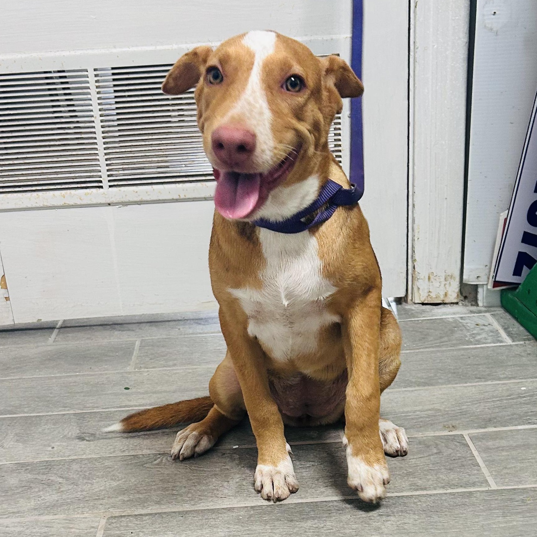 Enlarge Sadie Lou, a Adoptable mixed breed in Concord, NH image 4/6