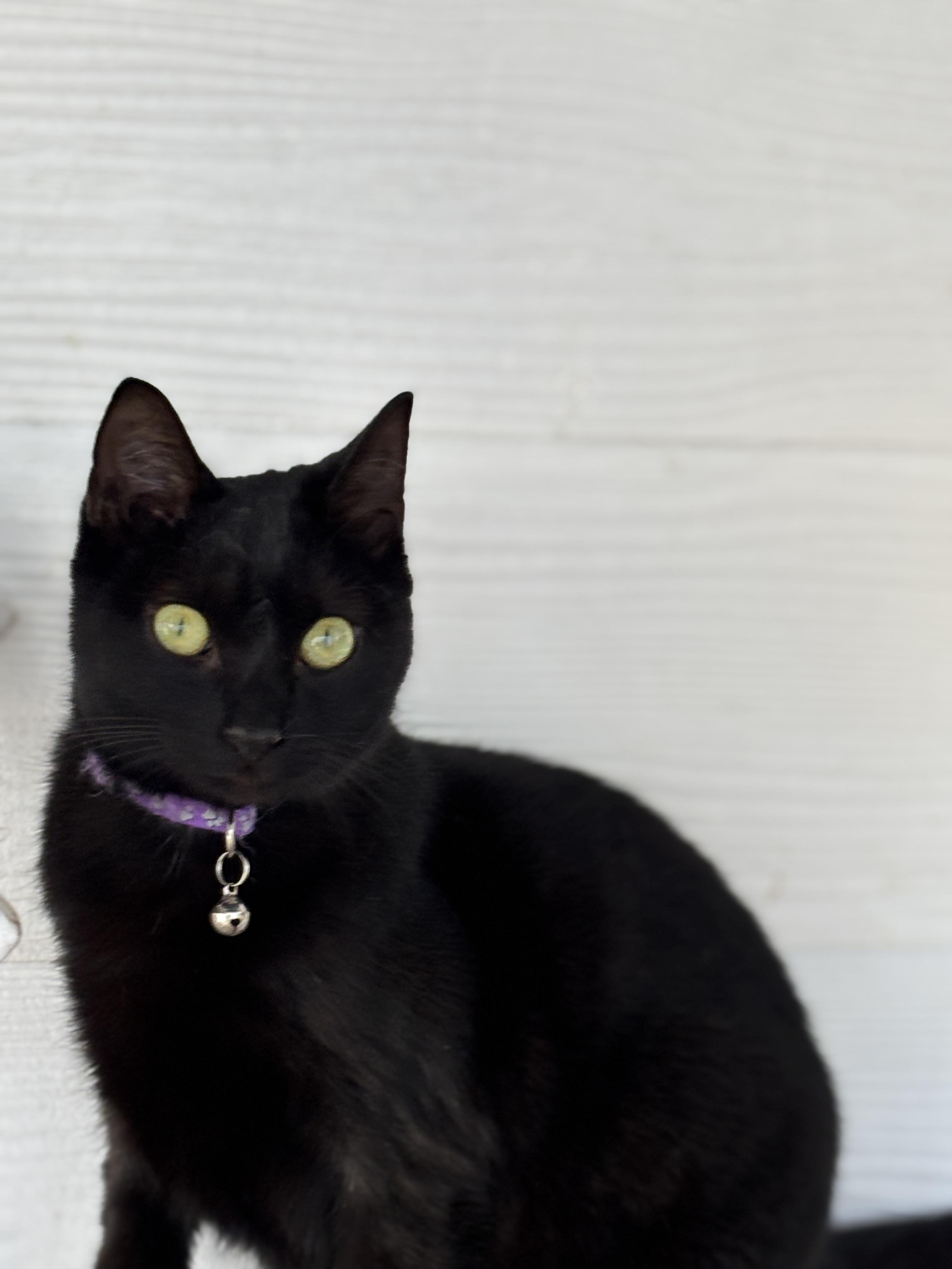 Dumpling, an adoptable Domestic Short Hair in Hemingway, SC, 29554 | Photo Image 2