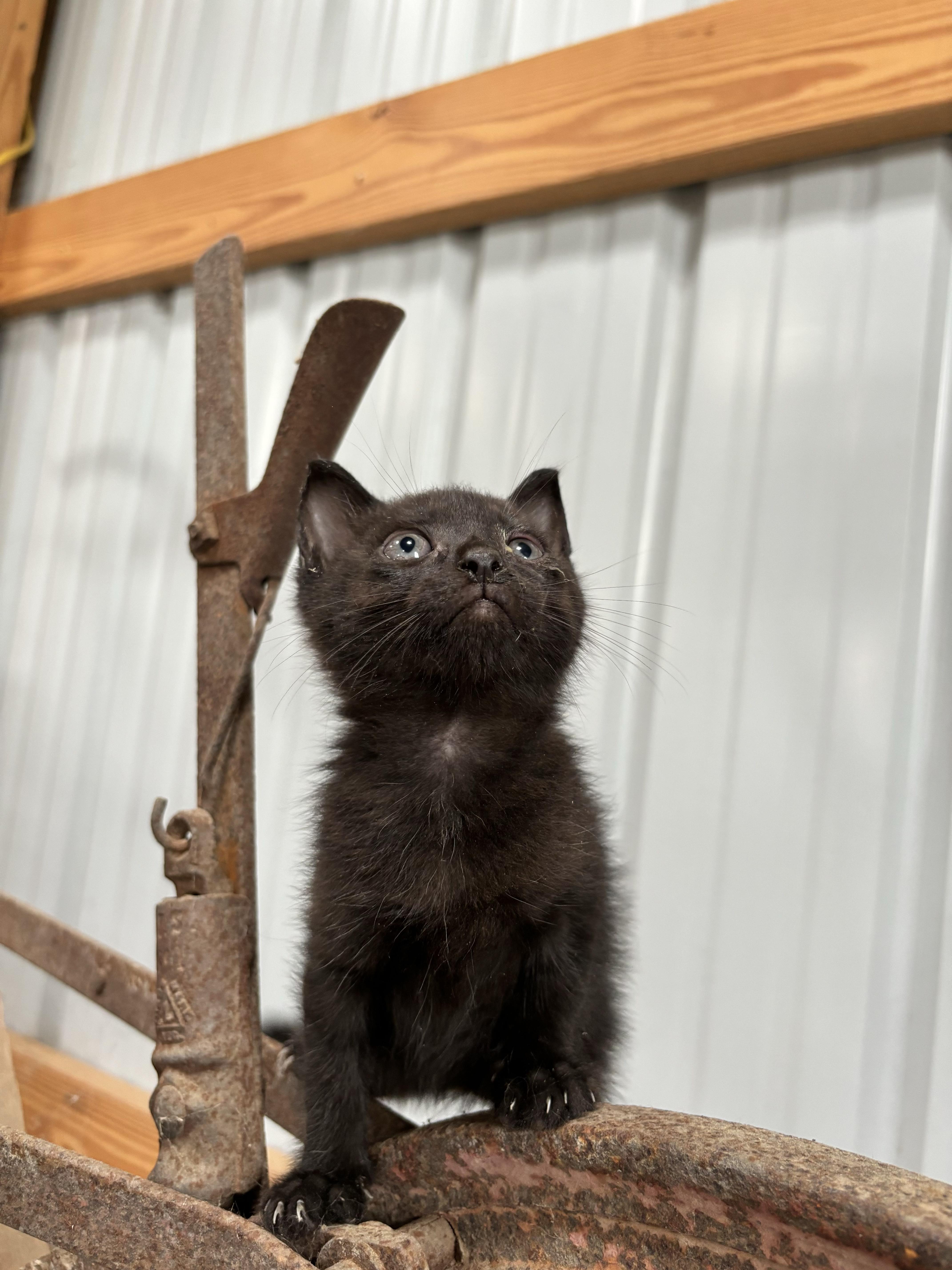 Dumpling, an adoptable Domestic Short Hair in Hemingway, SC, 29554 | Photo Image 3