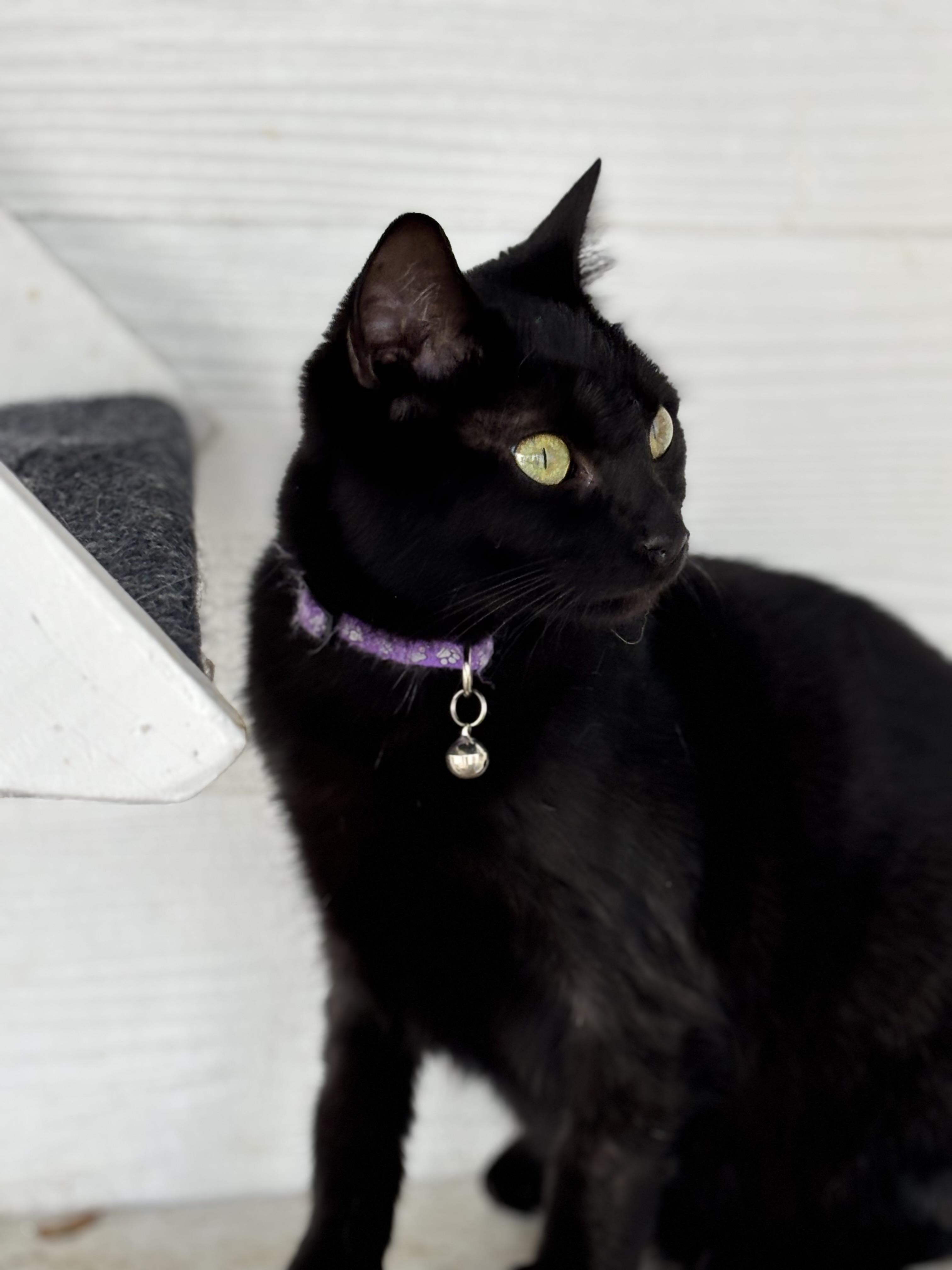 Dumpling, an adoptable Domestic Short Hair in Hemingway, SC, 29554 | Photo Image 1