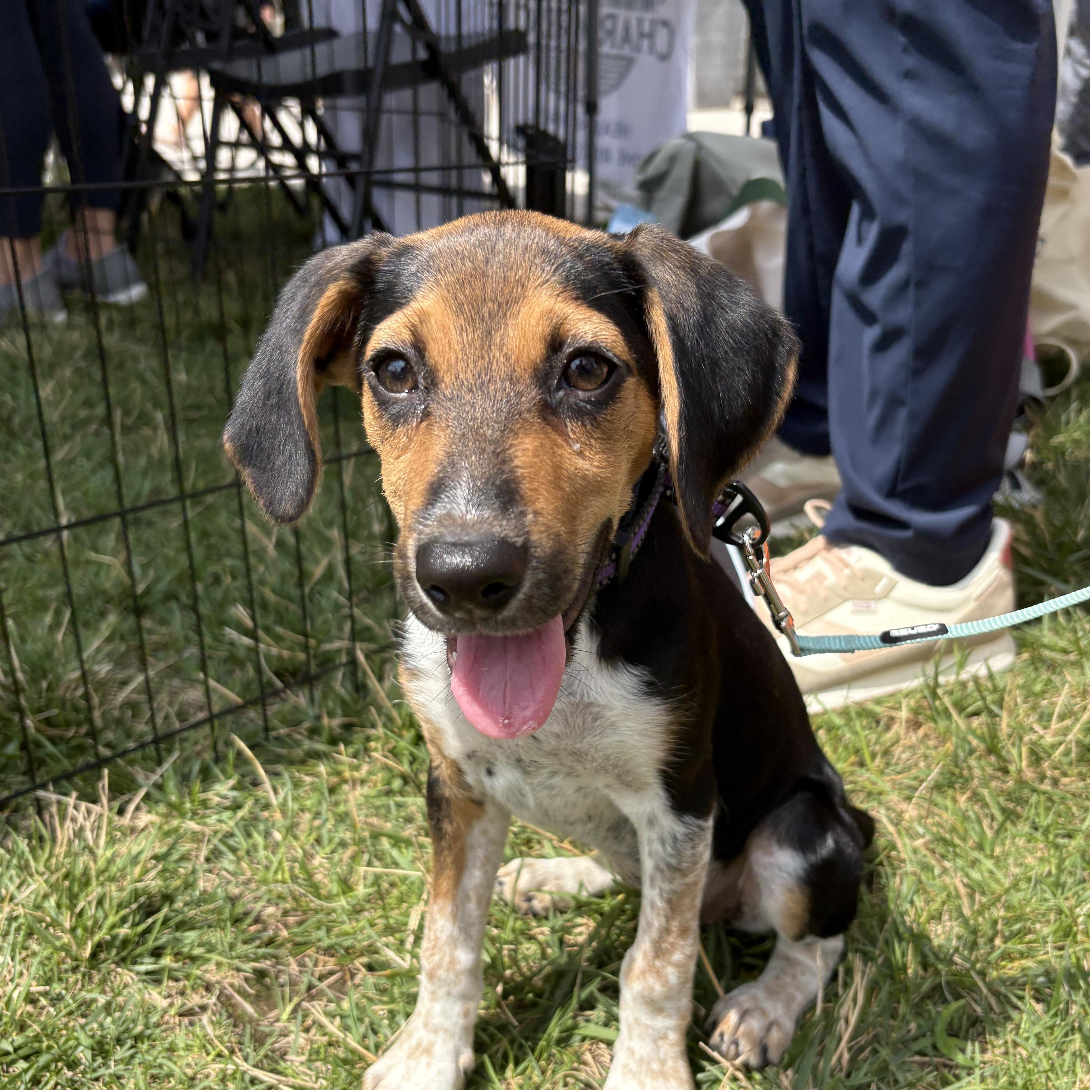 Enlarge Gertie, a Adoptable mixed breed in Columbia, MD image 5/6