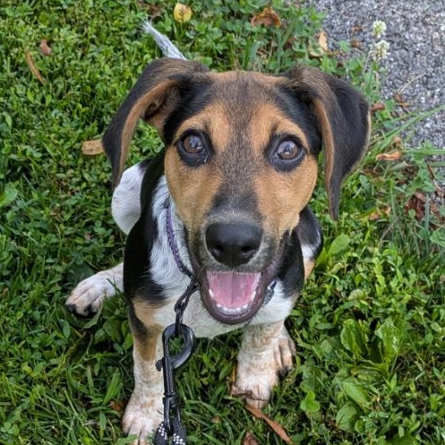 Gertie (reduced fee), Adoptable, Puppy Female Mixed Breed.