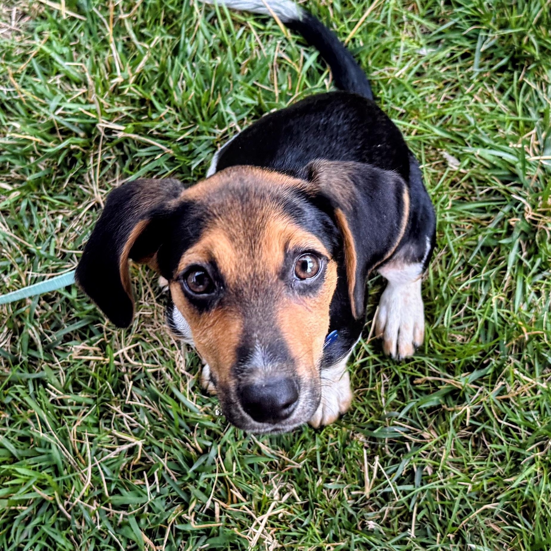 Enlarge Gertie, a Adoptable mixed breed in Columbia, MD image 2/6
