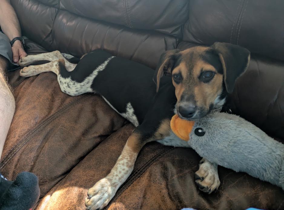 Enlarge Gertie (reduced fee), a Adoptable mixed breed in Columbia, MD image 6/6