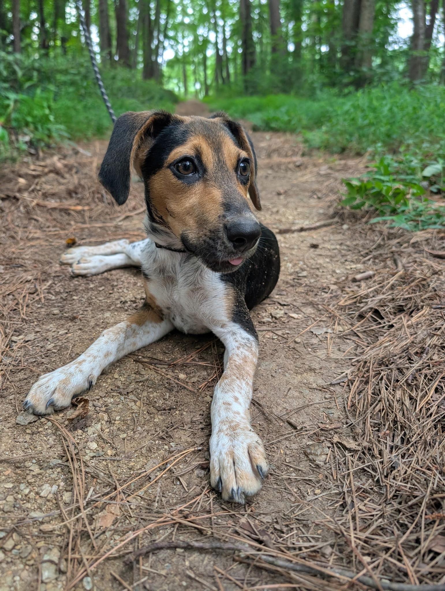 Enlarge Gertie (reduced fee), a Adoptable mixed breed in Columbia, MD image 5/6