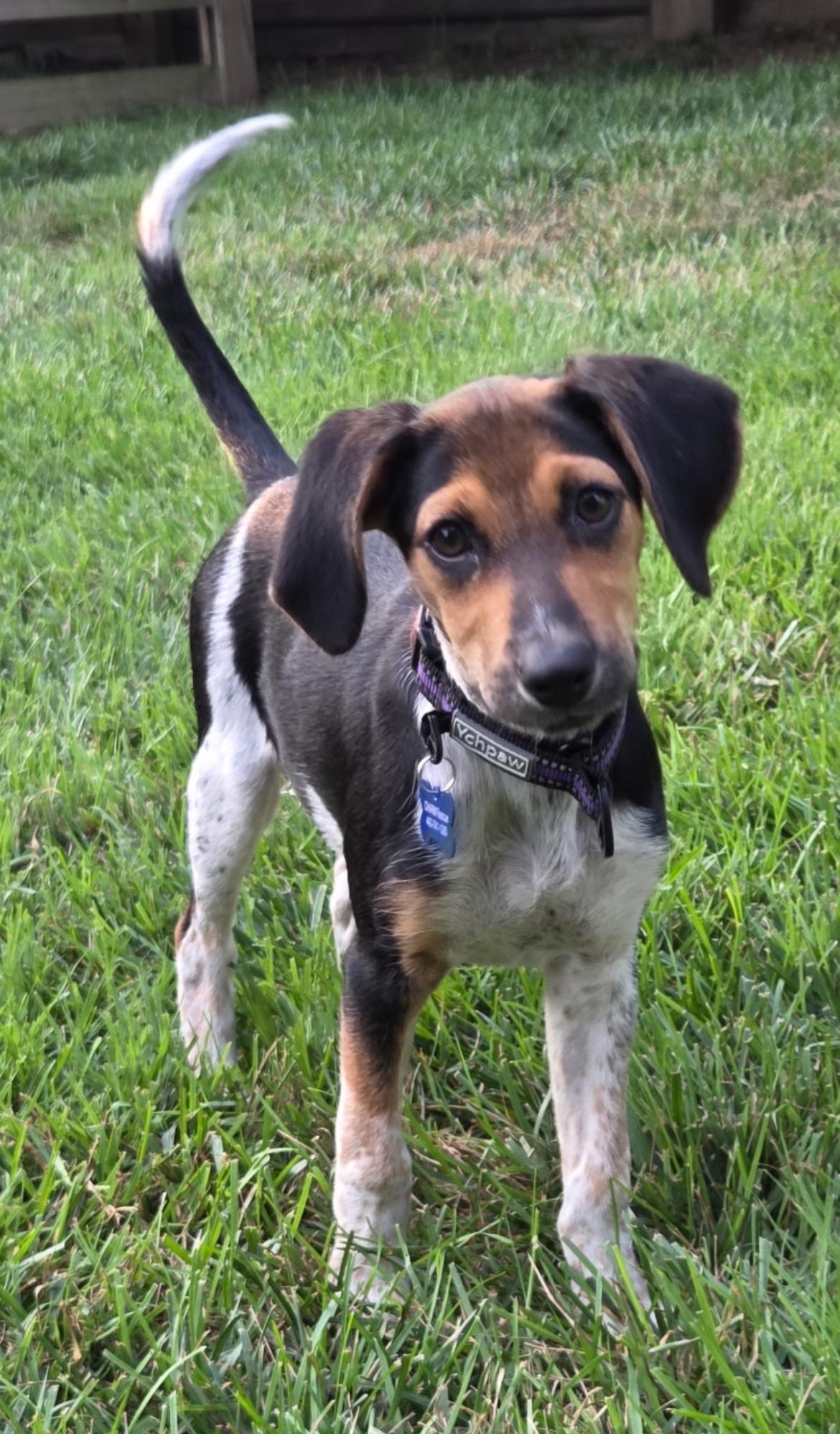 Enlarge Gertie, a Adoptable mixed breed in Columbia, MD image 1/6