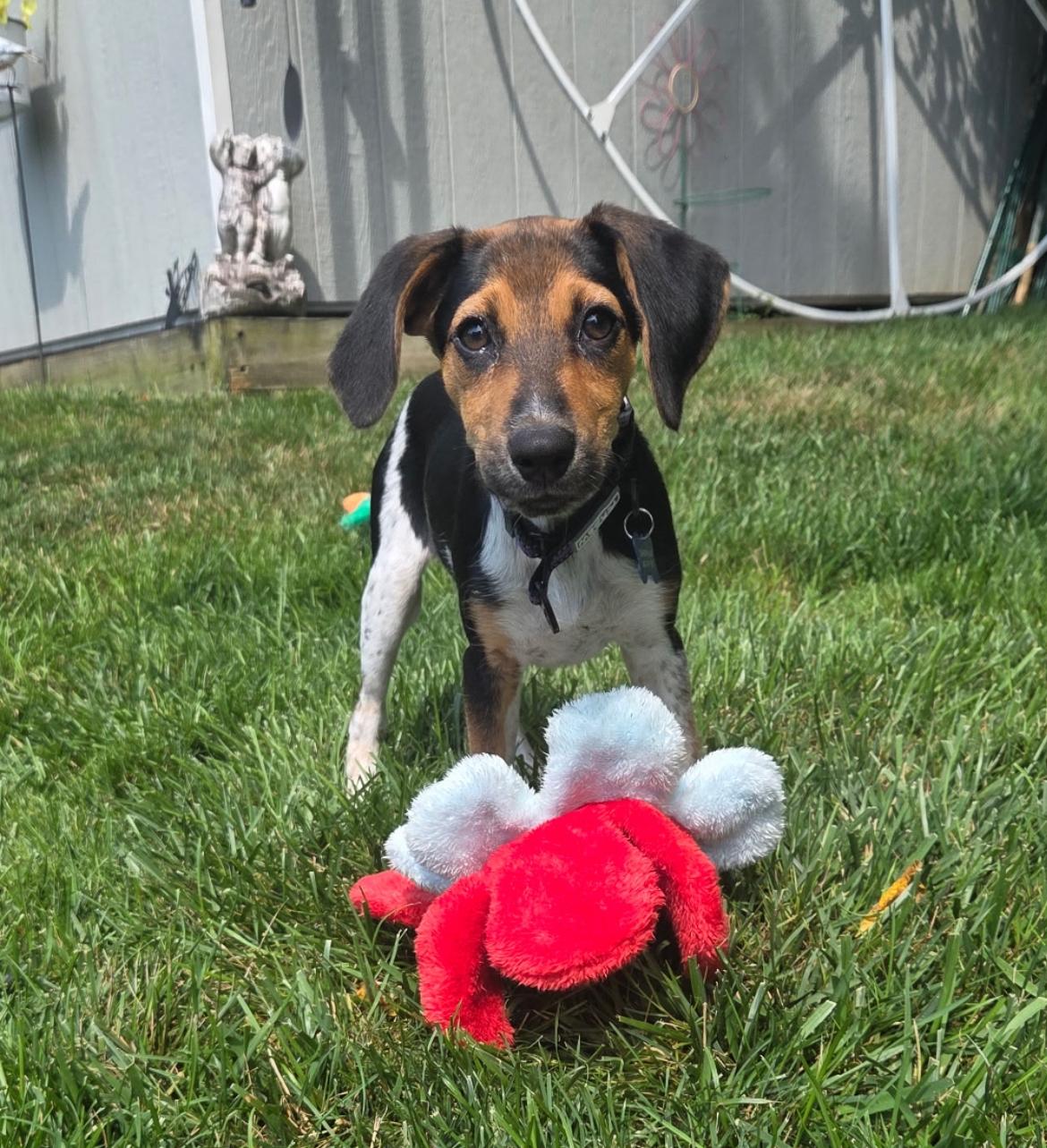 Enlarge Gertie, a Adoptable mixed breed in Columbia, MD image 6/6
