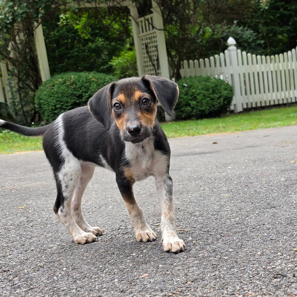 Enlarge Gertie, a Adoptable mixed breed in Columbia, MD image 4/6