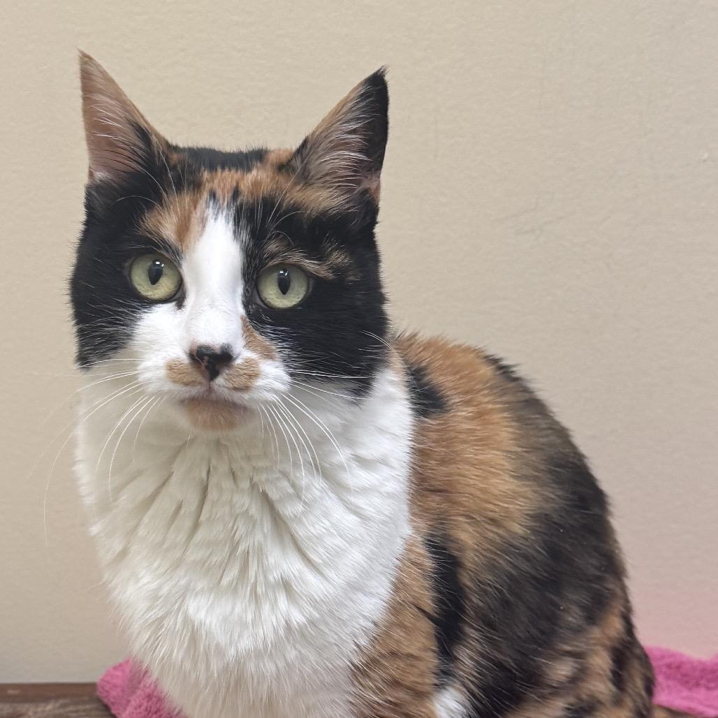 Hidee, Adoptable, Adult Female Domestic Short Hair.
