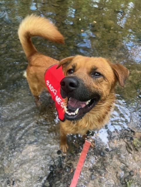 Enlarge Lumberjack, a Adoptable mixed breed in Madison, NJ image 1/3