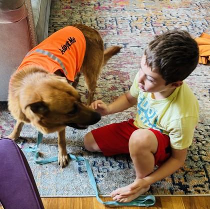 Enlarge Lumberjack, a Adoptable mixed breed in Madison, NJ image 2/3