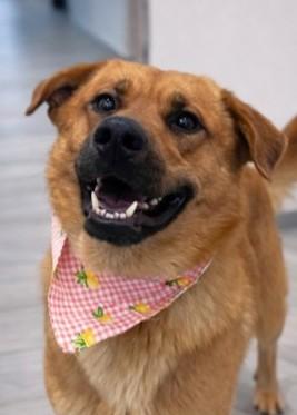 Enlarge Lumberjack, a Adoptable mixed breed in Madison, NJ image 3/3