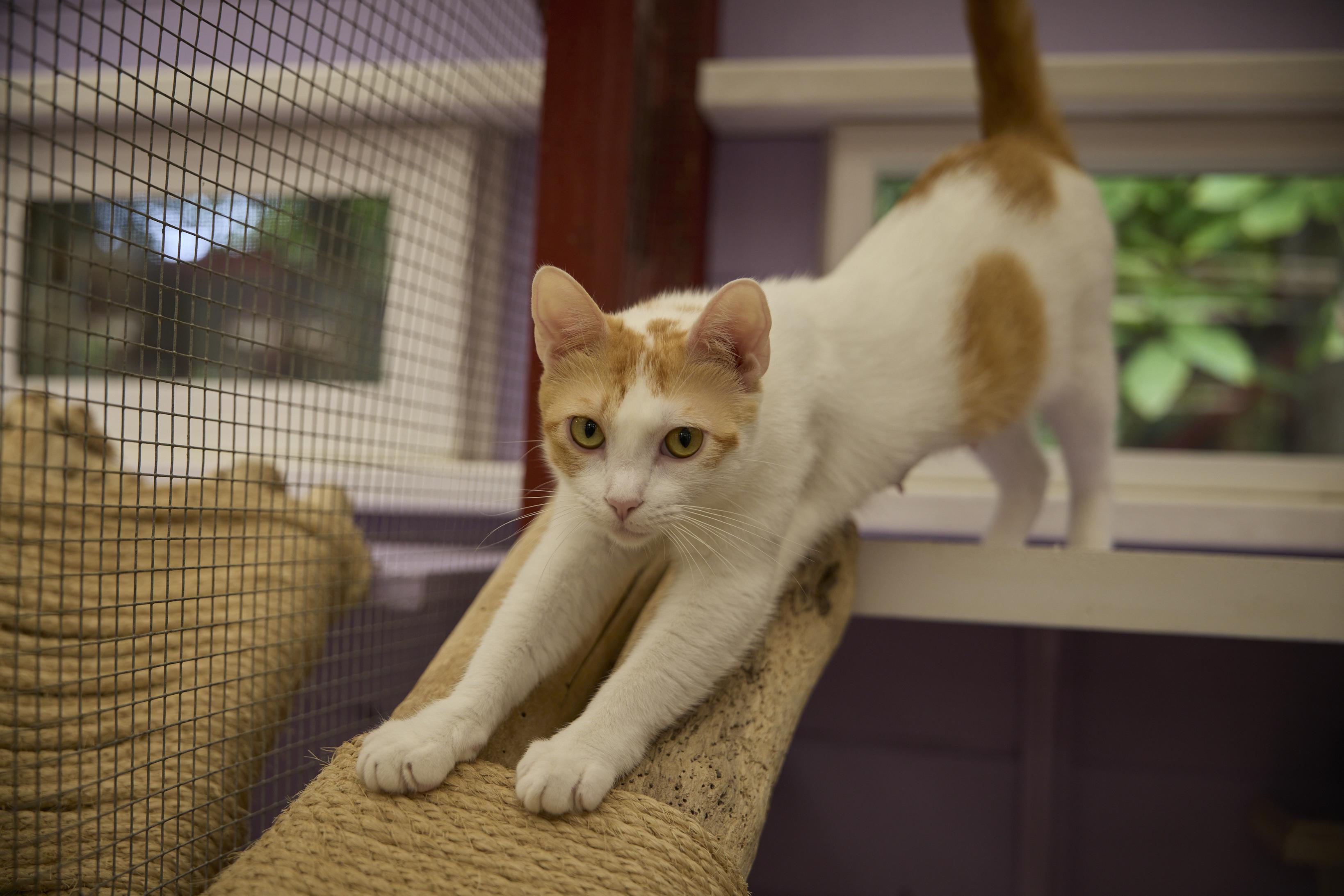 Jewel, a ADOPTABLE Domestic Short Hair in Santa Barbara, CA image 3/3