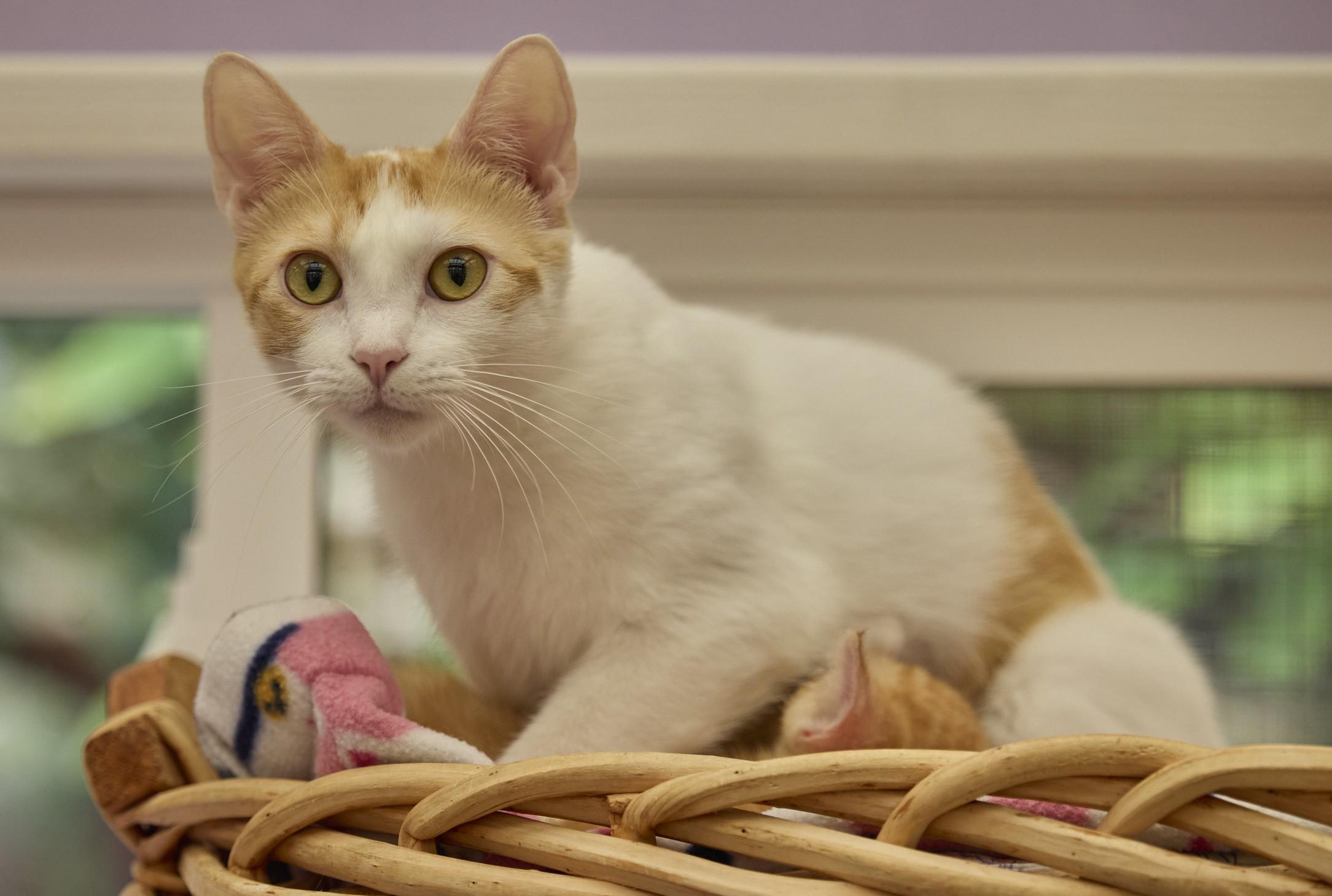 Jewel, a ADOPTABLE Domestic Short Hair in Santa Barbara, CA image 2/3