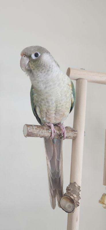Enlarge Melo, a Adoptable Conure in Mankato, MN image 1/3