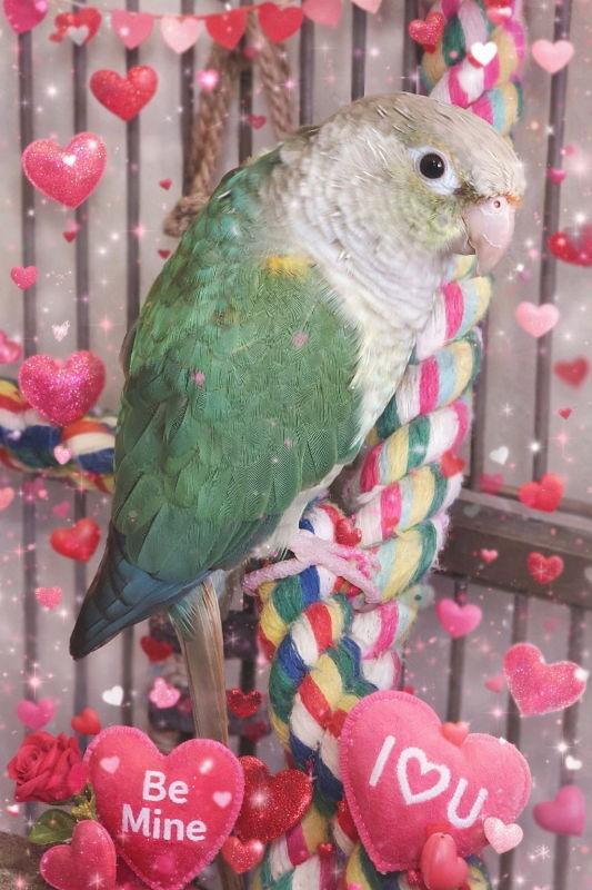 Enlarge Melo, a Adoptable Conure in Mankato, MN image 2/3