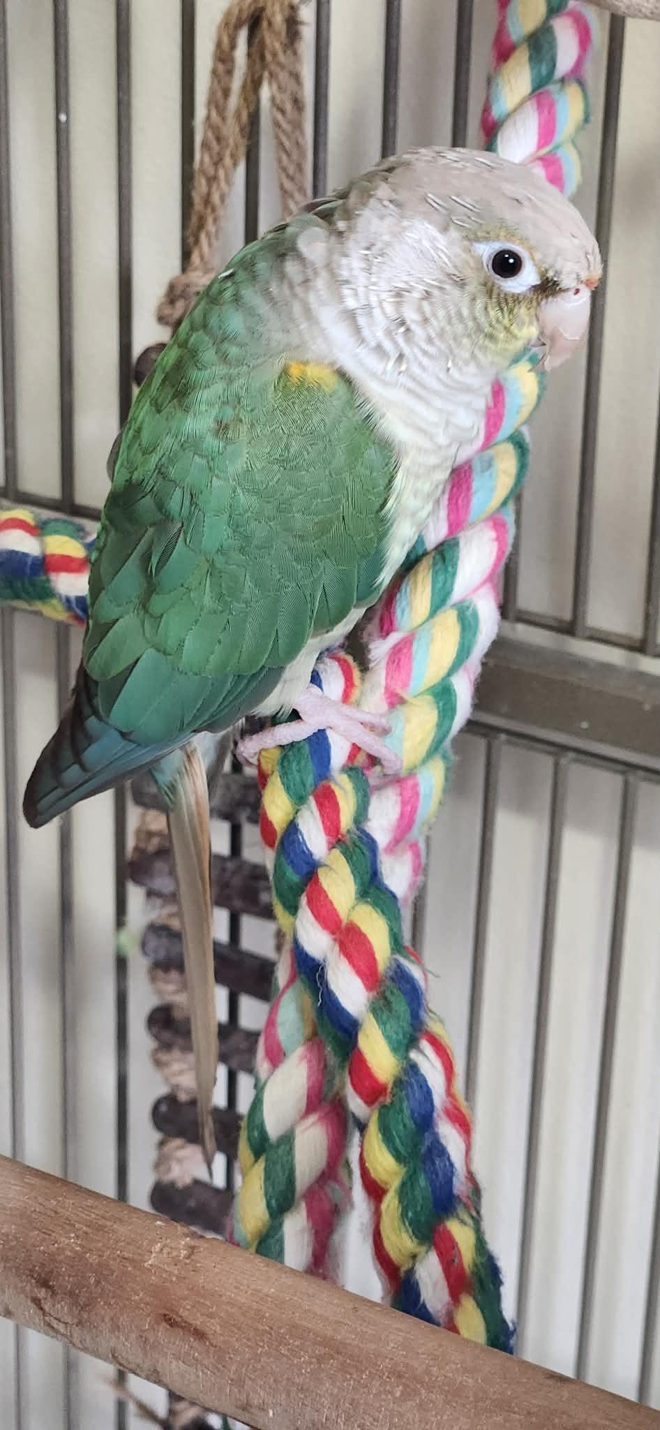 Enlarge Melo, a Adoptable Conure in Mankato, MN image 3/3