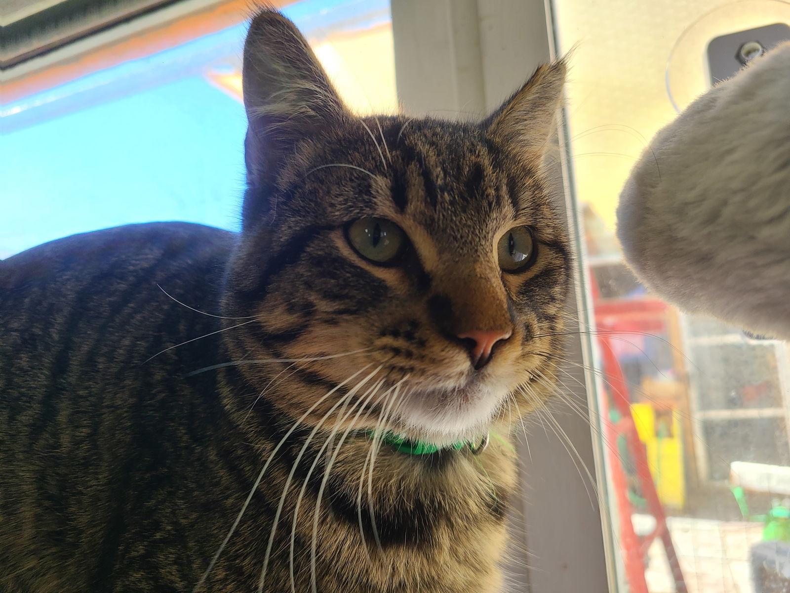 Stryker, Adoptable, Kitten Male Tabby.