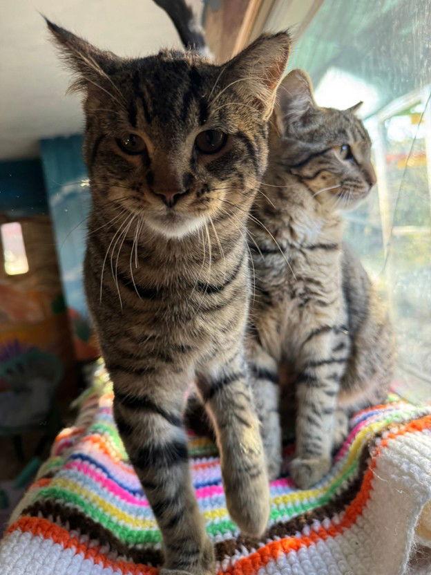 Enlarge Stryker, a Adoptable Tabby in Williamsburg, NM image 2/3