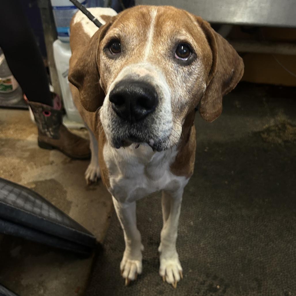 Bruce, Adoptable, Senior Male Hound & Mixed Breed.