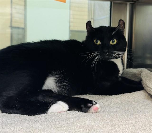 Enlarge PAULIE, a Adoptable mixed breed in Lees Summit, MO image 1/1