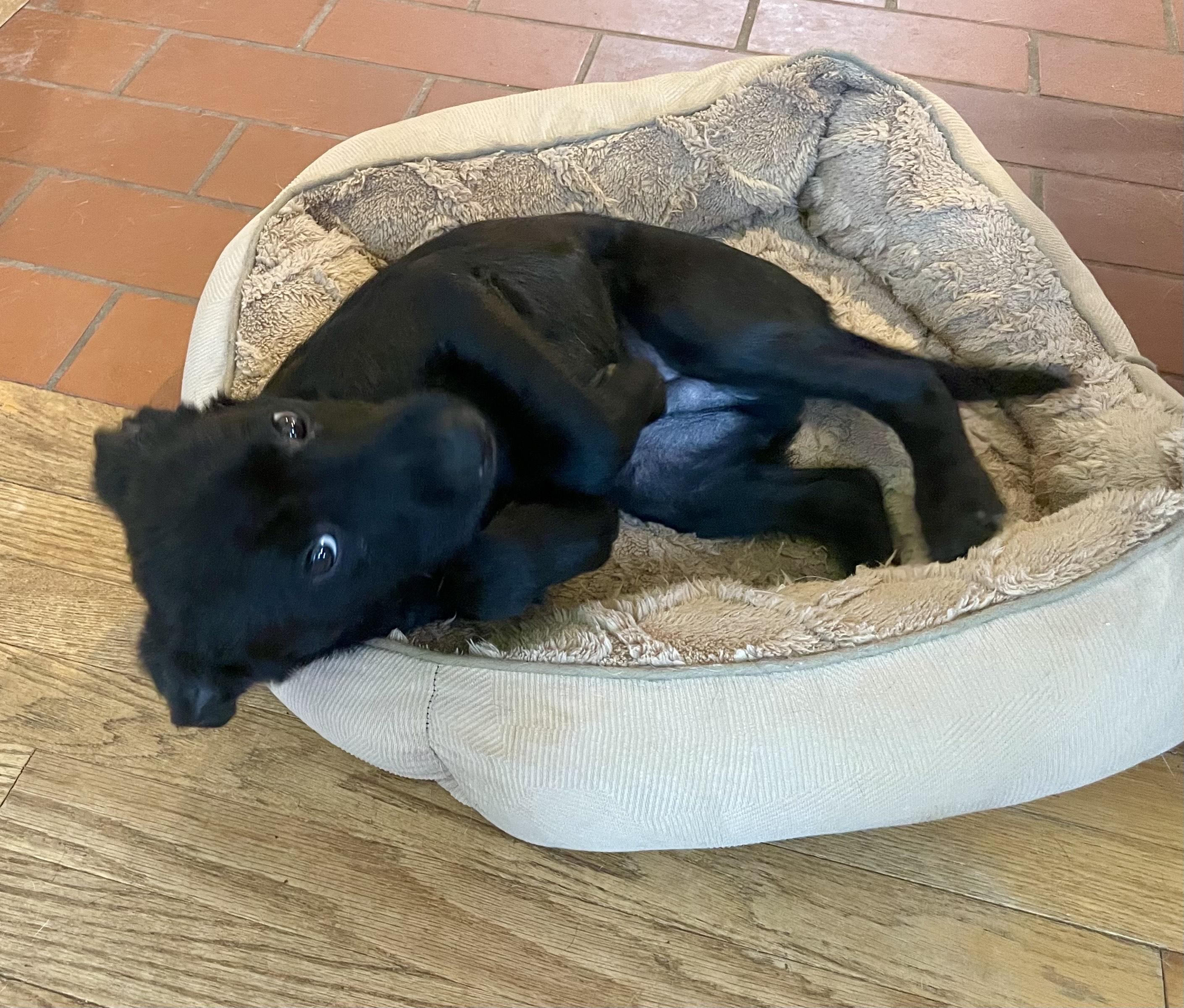 Archie - Adoptable Pet | Petfinder | Petfinder