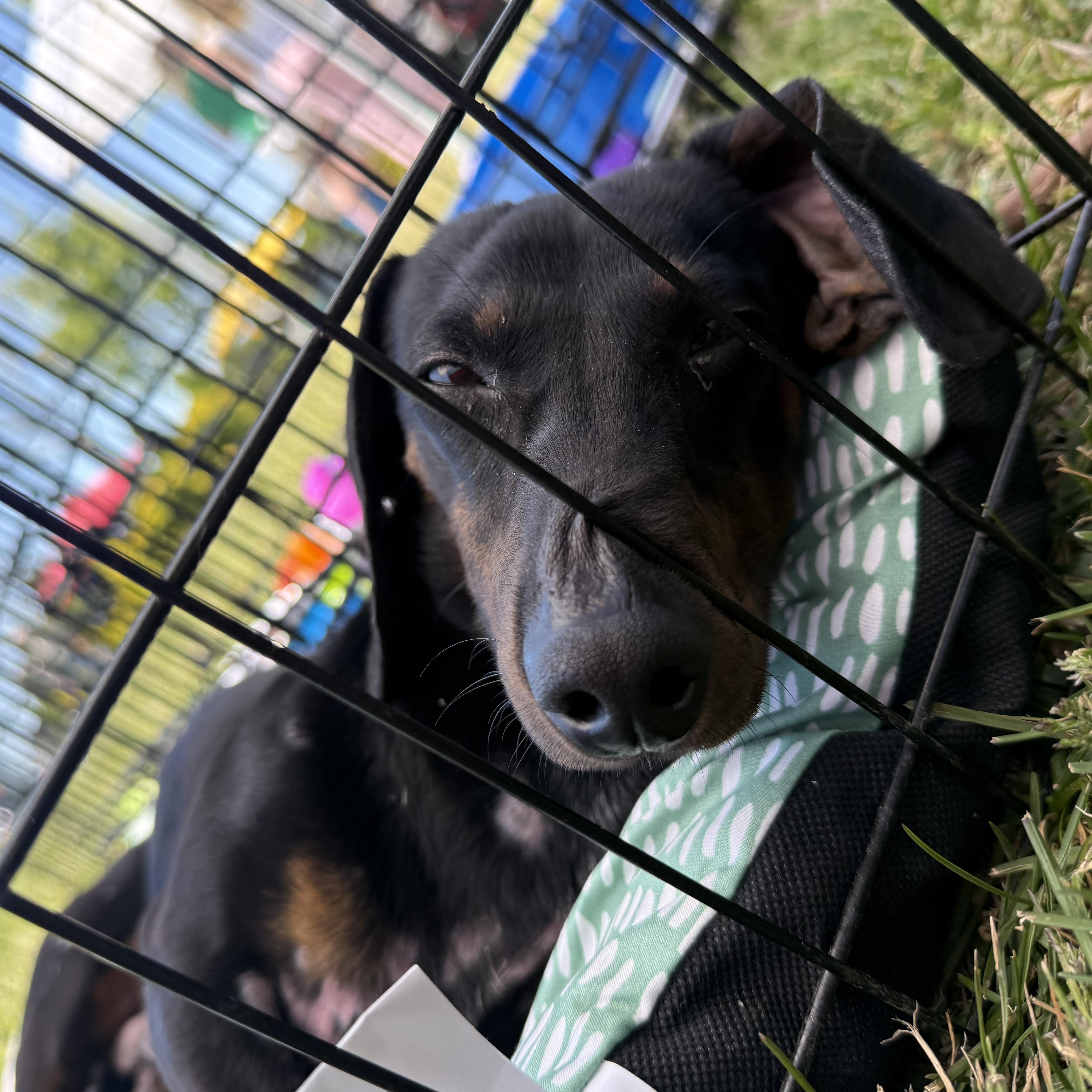 Wasabi, a ADOPTABLE Miniature Dachshund in Mullica Hill, NJ image 3/5