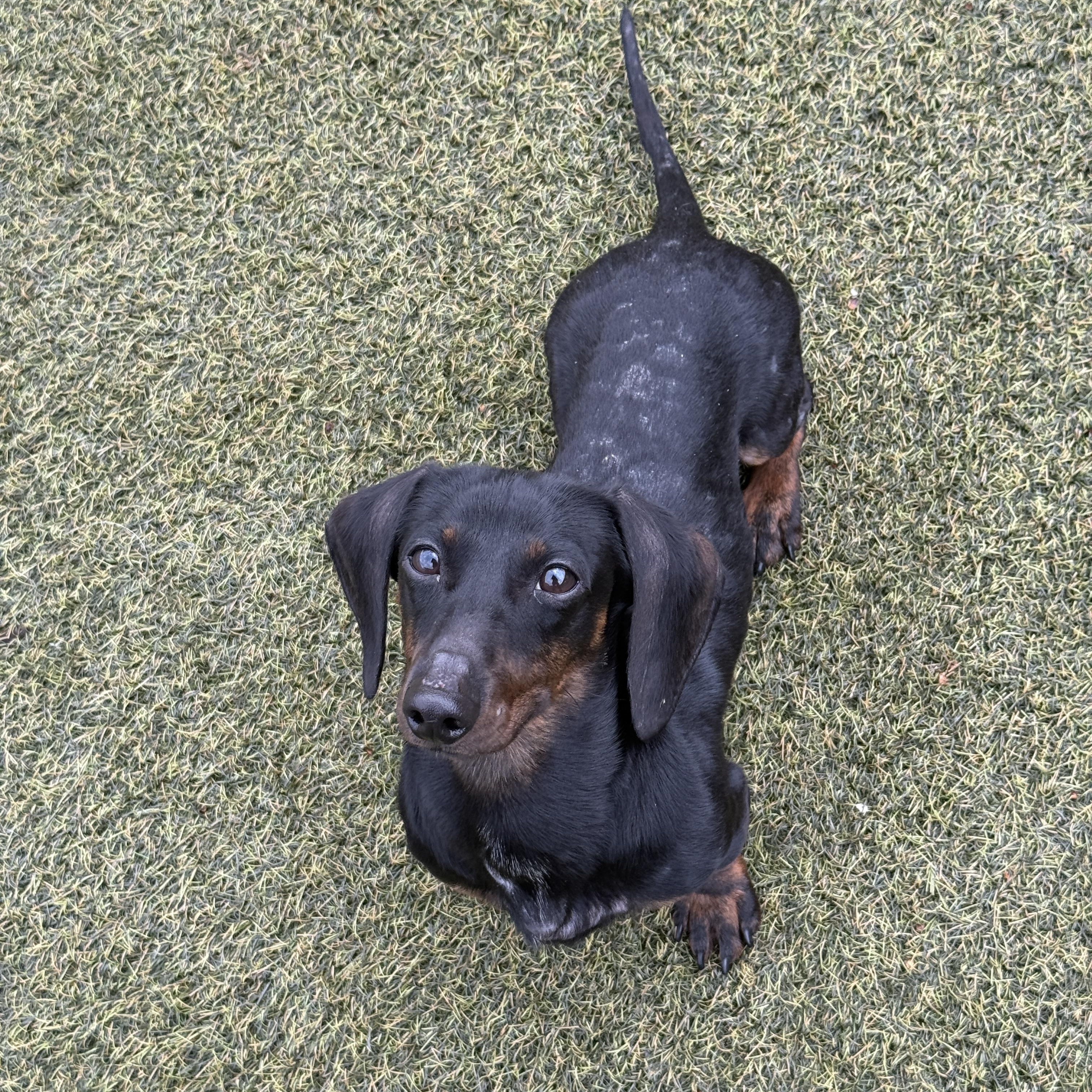 Wasabi, a ADOPTABLE Miniature Dachshund in Mullica Hill, NJ image 1/5