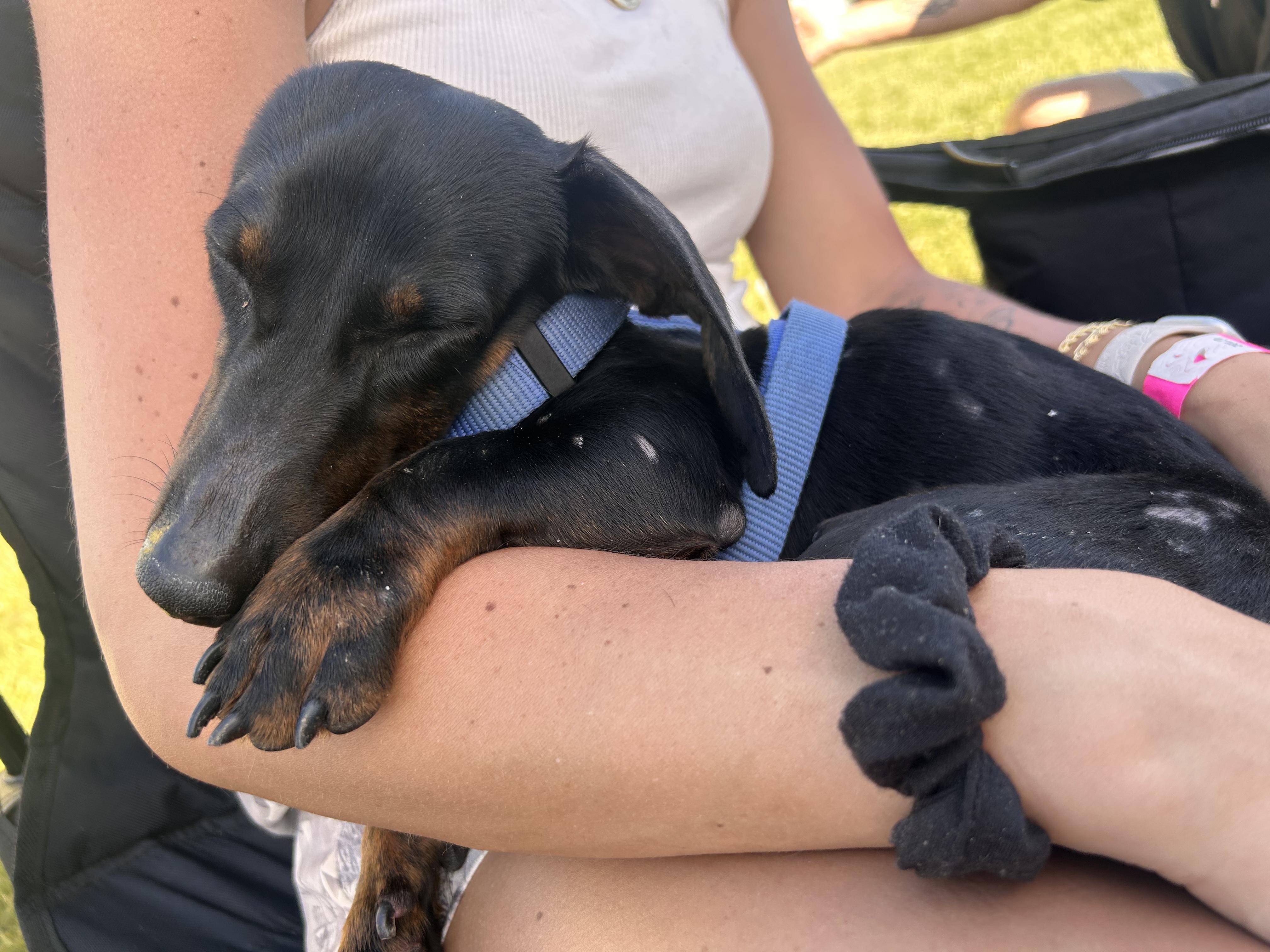 Wasabi, a ADOPTABLE Miniature Dachshund in Mullica Hill, NJ image 5/5