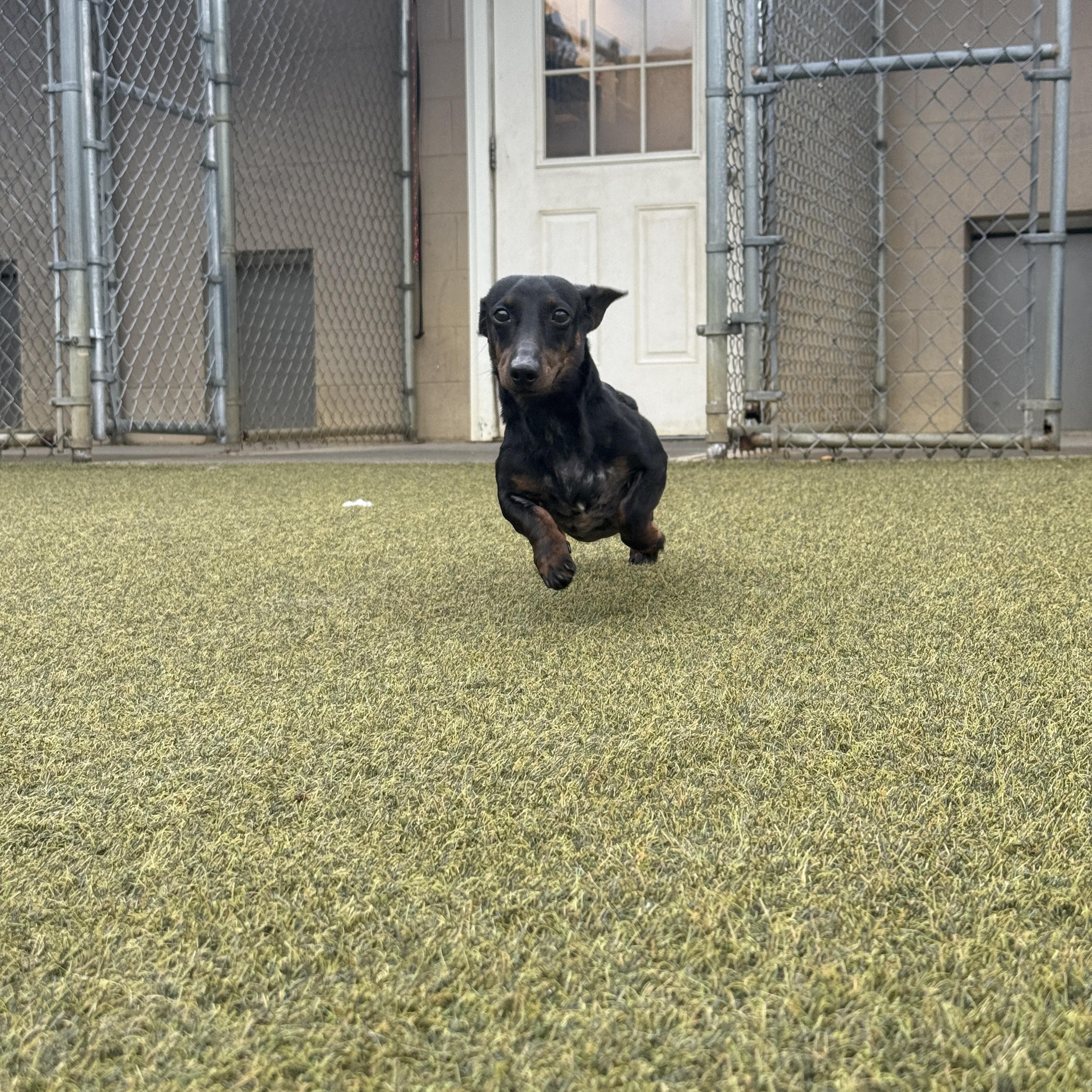 Wasabi, a ADOPTABLE Miniature Dachshund in Mullica Hill, NJ image 4/5