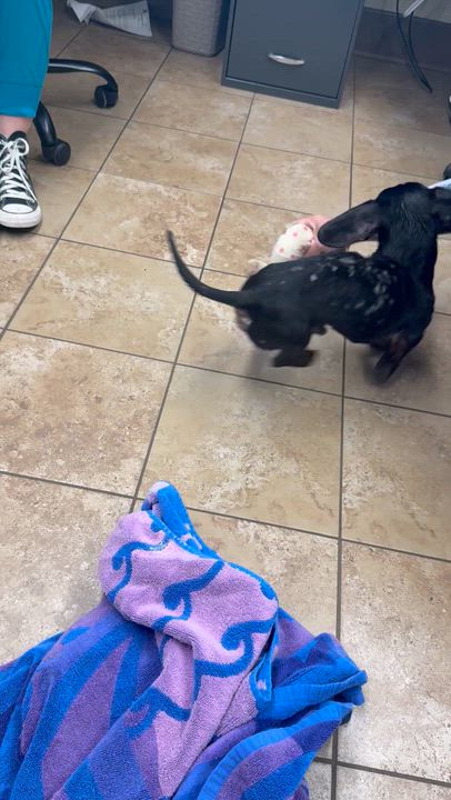 Enlarge Wasabi, a ADOPTABLE Miniature Dachshund in Mullica Hill, NJ video 2/5