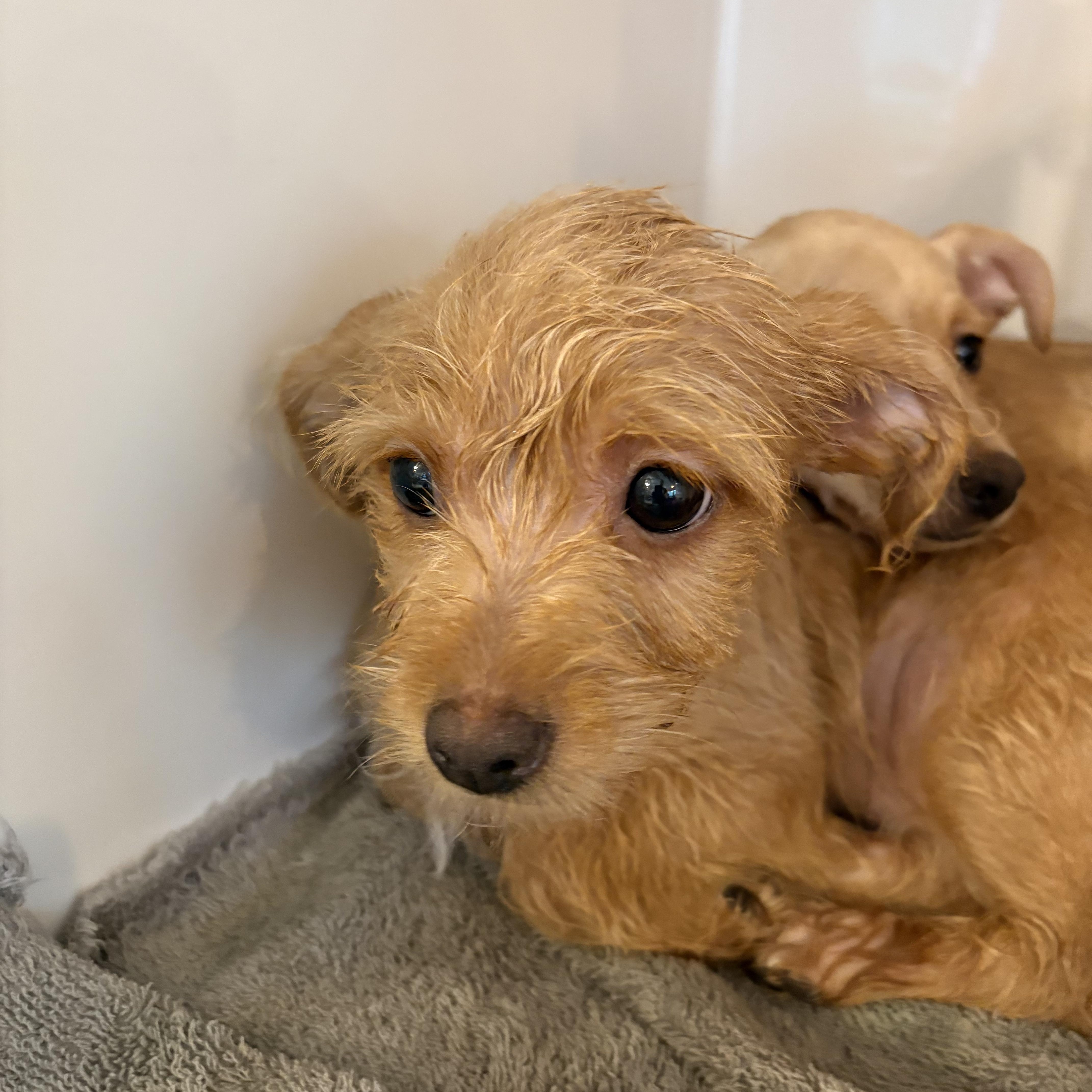 Caraway Cinnamon, adopted, Puppy Male Chiweenie.