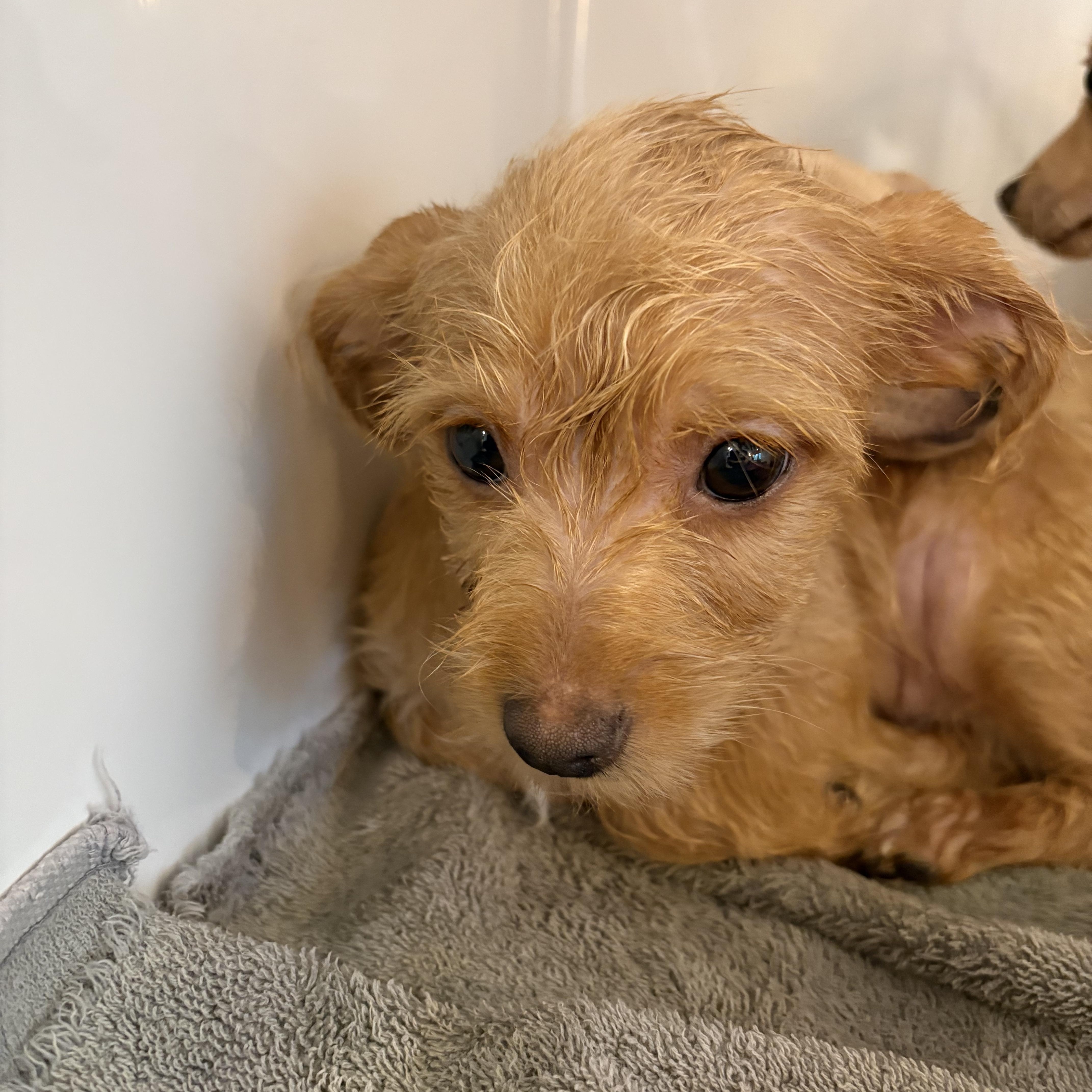 Enlarge Caraway Cinnamon, an adopted Chiweenie in Belleville, NJ image 2/2